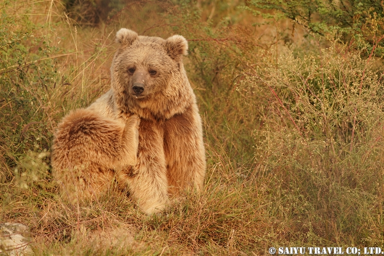 Balkasar Bear Sanctuary　バルカサール・ベアーサンクチュアリ　虐待されたクマたちの保護を！